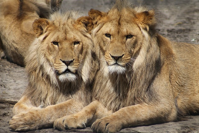 World Lion Day: 10 August 2023