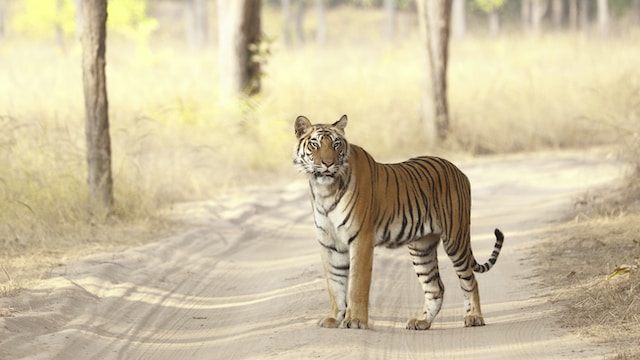 Bandhavgarh National Park | Area, History, Wildlife & Tourism ...