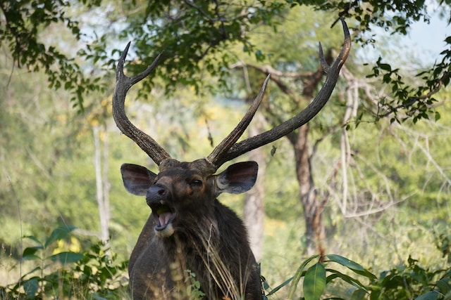 Sambar Deer | Facts, Size, Horns & Reproduction