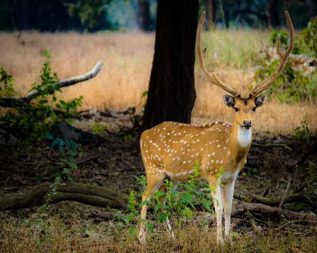 Spotted Deer | Wildlife, Size & Reproduction
