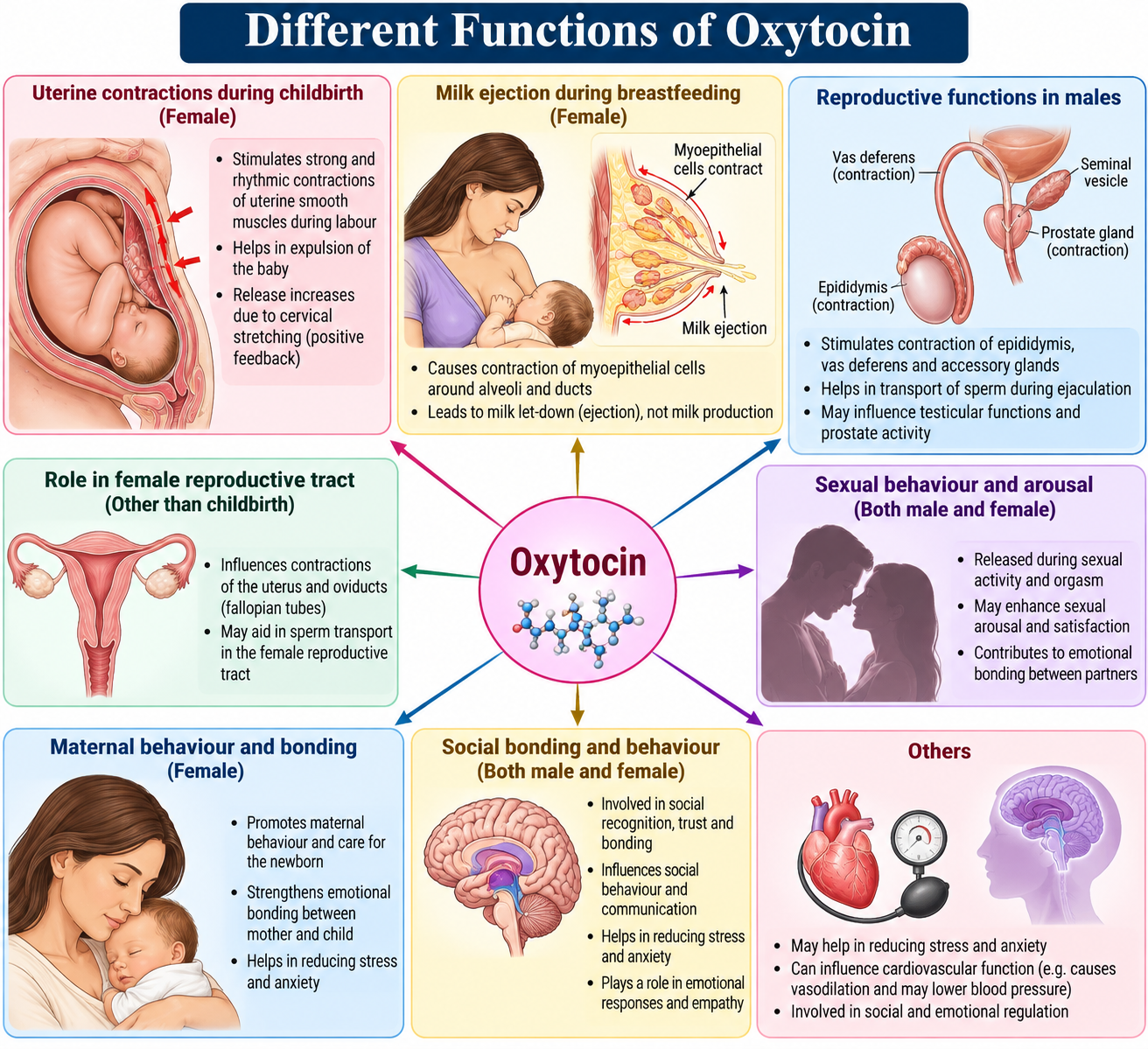 Oxytocin: Love HORMONE